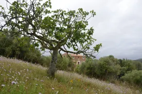 Private natural pool finca chlorine-free retreat - Image 3