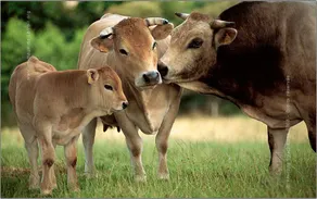 Bed and breakfast on the farm - Image 4