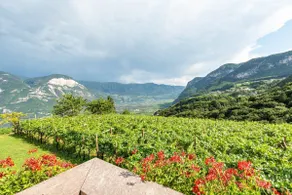 Santlhof-Vernatsch, in the midst of the vineyards - Image 2