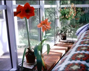 Moran Bay View Solarium Suite - Image 3