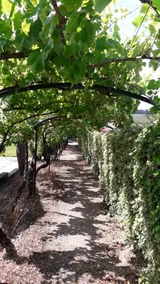 Casa Merlot, rustic winery with pool - Image 5