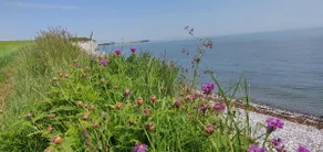 Strandvejen's oasis - Image 2