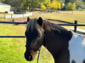 The Stable Yr Of The Horse Hunter Valley. - Image 4