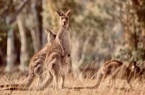 Kangaroo Retreat Melbourne La Trobe RMIT Stay - Image 3