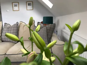 The Bed in a Shed - Image 4