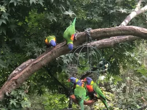Bird Hill - A Garden Retreat in the Yarra Valley - Get Up Close to Native Birds - Image 3