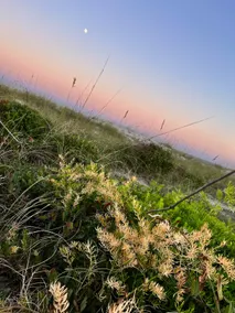 Explore the beauty of Amelia Island! Walk to beach - Image 3