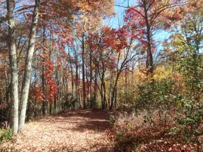 Nantahala Spiritual Retreat - Remote and Peaceful! - Image 2