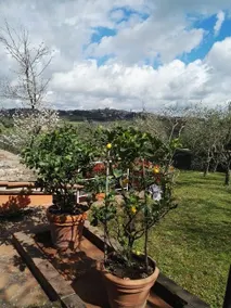 View of Siena - Image 3