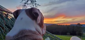 Starlight Farmhouse | Dog-Friendly + Mountain View - Image 4