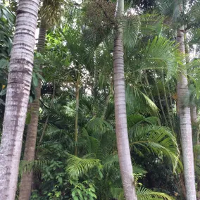 Tropical Paradise - Image 5