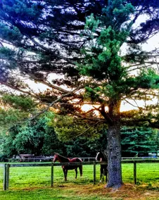 *The Cottage at Sorrelbay Farm* - Image 4