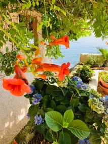 Casa delle Galee - Jardin sur la mer - Image 5