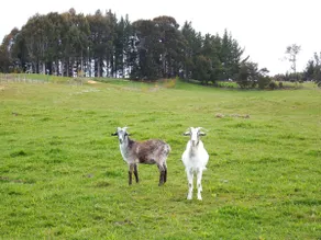 Mahana Farm Cottage - Image 4