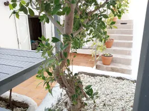 Pretty canarian house in Alcala - Image 3