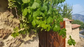 Fabulous stay in rustic Villa Platanus (est. 1840) - Image 3