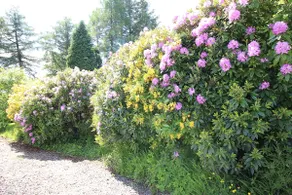 Ben Lomond Cottage - Image 4
