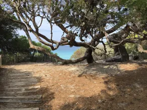 The holm oaks - Image 2