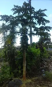 THE HOUSE OF THE PEACE, ABIERTO - Image 3