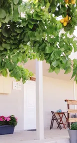 SteMa Seaside Aparments -Stefanos- - Image 4