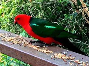 King Parrot Tree House - Image 2