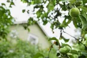 The Little Green House - Image 3