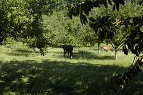 Bergerie du Vexin, billiards & garden - Image 3