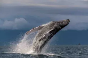 Cabin in Bahía Solano - Rincón del Alma - Image 3