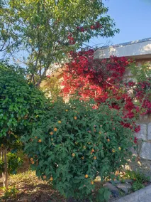 Casa de Campo – Olive House - Image 5