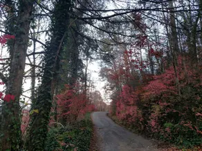 Authentic Country Comfort/GSMNP/Bryson / Cherokee - Image 5