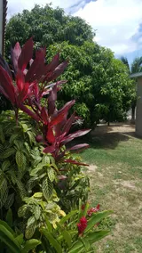 Bajan Jamaican - Image 4