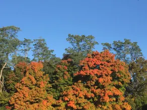 Maine Hidden Gem - Image 5