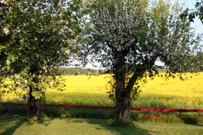 The bed on the meadow - Image 3
