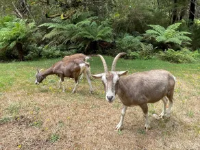 Redwood Haven, a beautiful 20 acre hobby farm. - Image 2