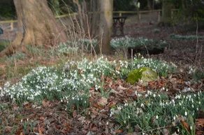 ★Walnut Tree Cottage★ Huge garden+village setting+near Canterbury+dog friendly - Image 3