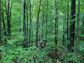 Caleb Cabin, private woods, private hot tub - Image 5