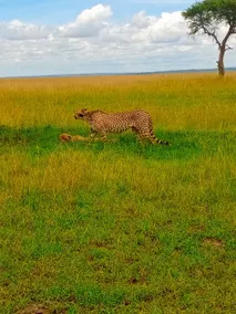 The great Masai mara guest house - Image 5