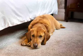 The Stanley Suite-1 bedroom apt Dog friendly/Patio - Image 2