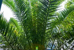 Palm Side - Image 2