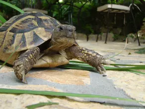 Turtle Apartments - Image 3