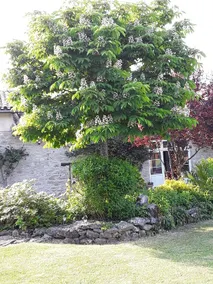 Renovated barn for 5 people, Saint-Cirq - Image 5