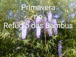 Bamboo Refuge - Country House - Image 5