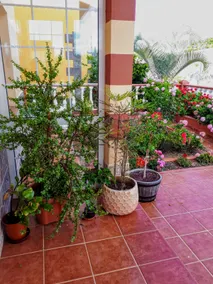 Apartamentos Casa Junonia, con terraza, Bajo C - Image 4