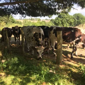 Private Countryside Dependency - Free Breakfast - Image 3
