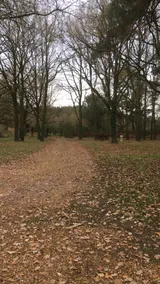 wooded location - Image 3