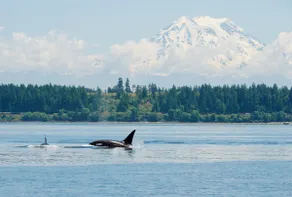 Anderson Island Luxury Beach Home. Kayak, HotTub, Paddle Board, Beachfront, View - Image 2