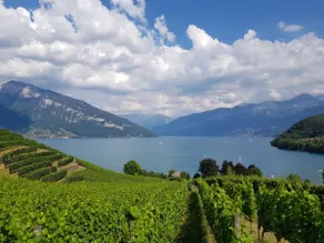 ★Fantastic apartment on the vineyard with lake view★ 128m2 - Image 3