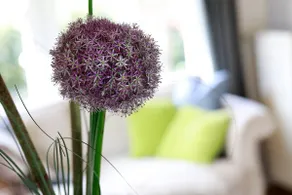 Falkenweg vacation home: Idyllic cottage with large garden - Image 4