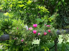 come and enjoy the beauty of flowers and nature - Image 4