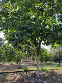 Hayat Bağ Evi - Image 5